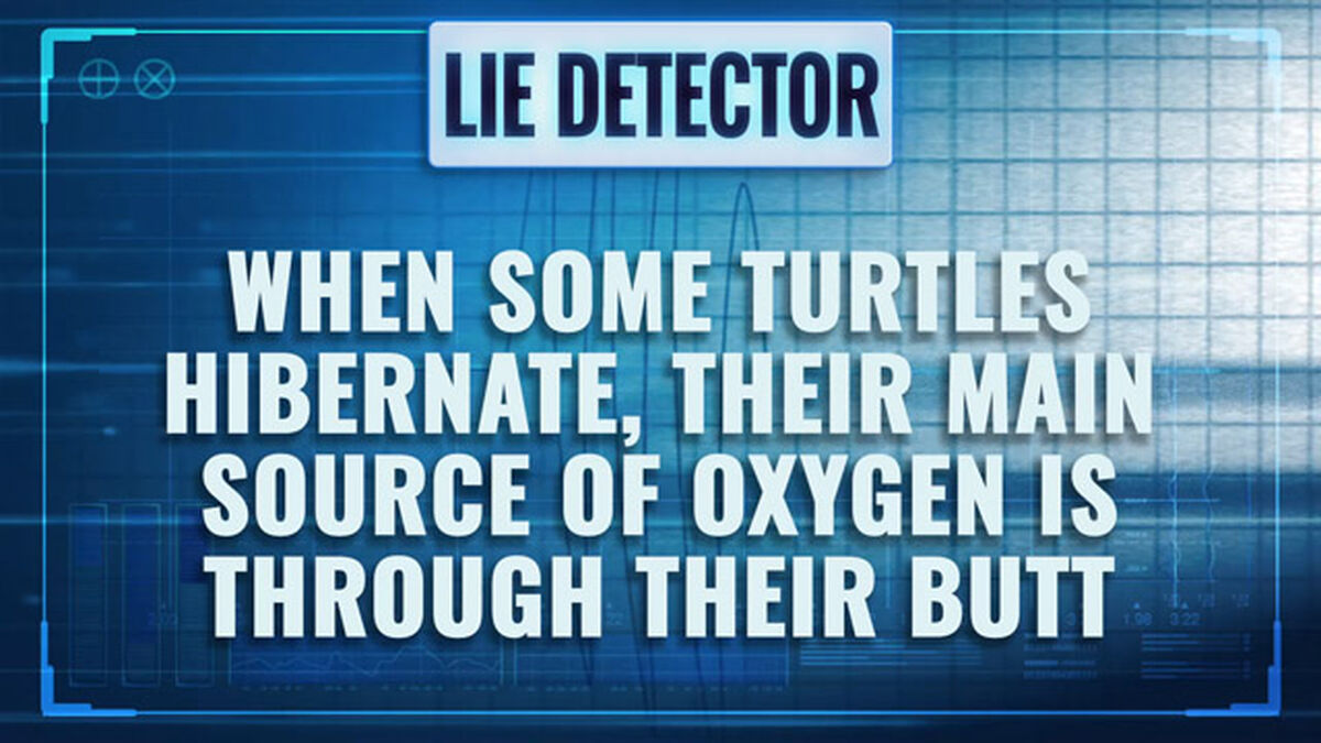 Lie Detector image number null